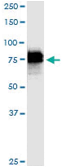 anti-DCP1A, Human, IP-WB Antibody Pair, Abnova 1 Set:Antibodies, Monoclonal/Polyclonal
