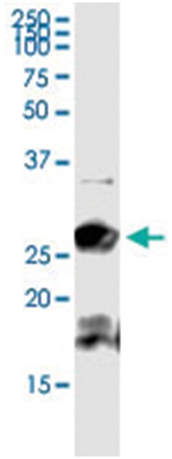 anti-BCAP29, Human, IP-WB Antibody Pair, Abnova™