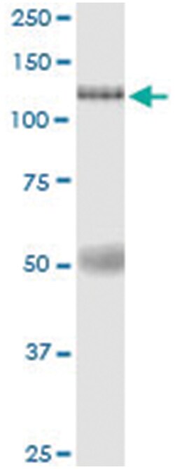 anti-EIF4ENIF1, Human, IP-WB Antibody Pair, Abnova&trade;