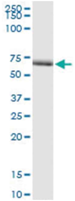 anti-BRUNOL4, Human, IP-WB Antibody Pair, Abnova&trade;