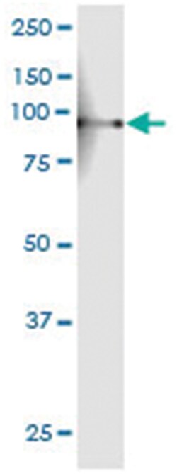 anti-SEMA3G, Human, IP-WB Antibody Pair, Abnova 1 Set:Antibodies, Monoclonal/Polyclonal