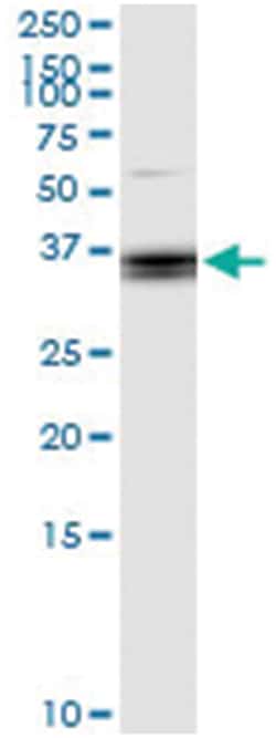 anti-PLSCR3, Human, IP-WB Antibody Pair, Abnova&trade;