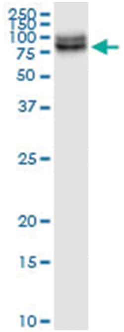 anti-PLXDC1, Human, IP-WB Antibody Pair, Abnova&trade;