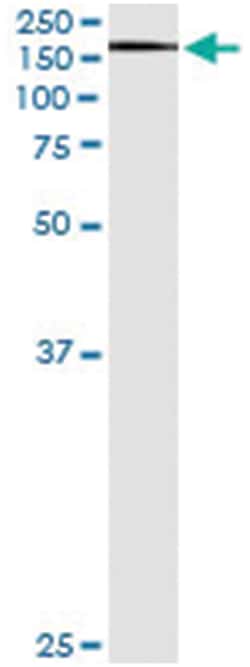 anti-XPO5, Human, IP-WB Antibody Pair, Abnova&trade;