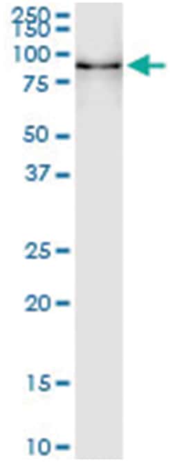 anti-POGK, Human, IP-WB Antibody Pair, Abnova 1 Set:Antibodies, Monoclonal/Polyclonal