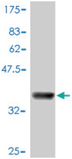 NLRC4 (CARD12), Mouse, Polyclonal Antibody, Abnova 50&mu;L; Unlabeled:Antibodies,