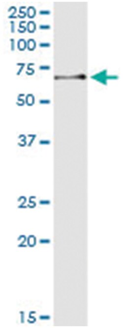 anti-ZNF350, Human, IP-WB Antibody Pair, Abnova&trade;