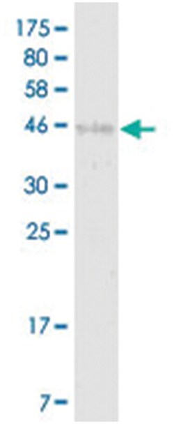 anti-EDA2R, Clone: 2A10, Abnova 100&mu;g, Unlabeled:Antibodies, Monoclonal