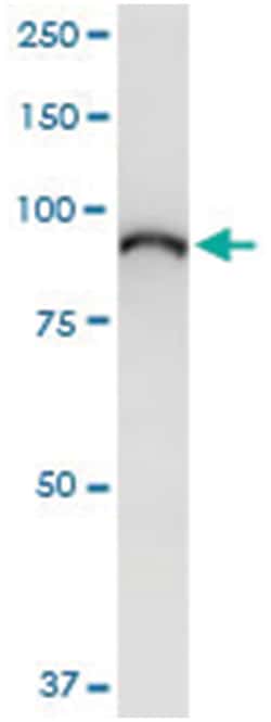 anti-ELAC2, Human, IP-WB Antibody Pair, Abnova&trade;