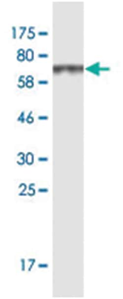 SAMSN1, Mouse, Clone: 1B8, Abnova 200&mu;L; Unlabeled:Antibodies, Monoclonal