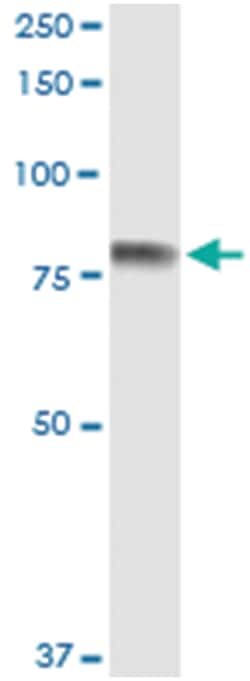 SEMA4A, Human, IP-WB Antibody Pair (PW1), Abnova™