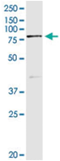 SEMA4A, Human, IP-WB Antibody Pair (PW2), Abnova&trade;