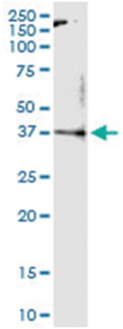 anti-MLST8, Human, IP-WB Antibody Pair, Abnova&trade;