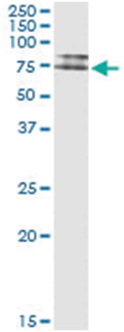 anti-IKZF4, Human, IP-WB Antibody Pair, Abnova&trade;