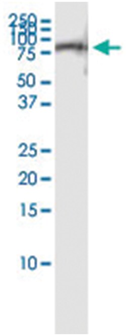 anti-DNAI2, Human, IP-WB Antibody Pair, Abnova 1 Set:Antibodies, Monoclonal/Polyclonal