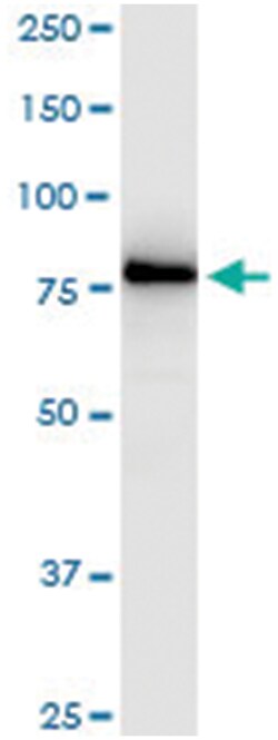 anti-EPS8L2, Human, IP-WB Antibody Pair, Abnova 1 Set:Antibodies, Monoclonal/Polyclonal