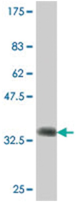 SLC13A3, Mouse, Polyclonal Antibody, Abnova 50&mu;L; Unlabeled:Antibodies,