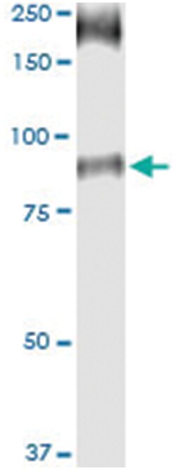 Abnova Corporation anti-SLC26A6, Human, IP-WB Antibody Pair, Abnova™