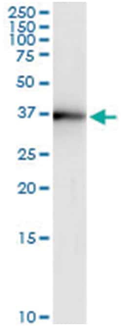 BOLL, Human, IP-WB Antibody Pair (PW1), Abnova&trade;