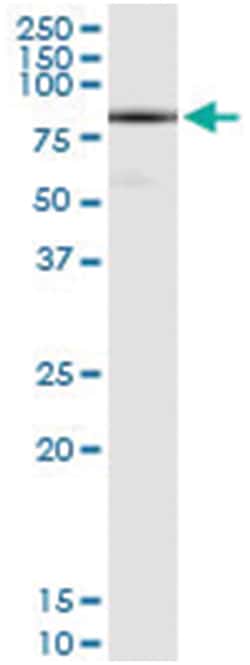 anti-DHX58, Human, IP-WB Antibody Pair, Abnova&trade;