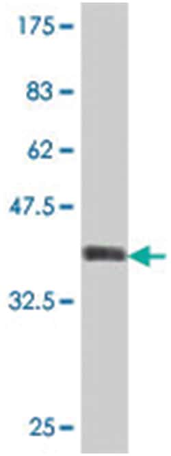 THOC6 (WDR58), Mouse, Polyclonal Antibody, Abnova 50&mu;L; Unlabeled:Antibodies,