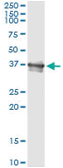 anti-BCL2L14, Human, IP-WB Antibody Pair, Abnova™