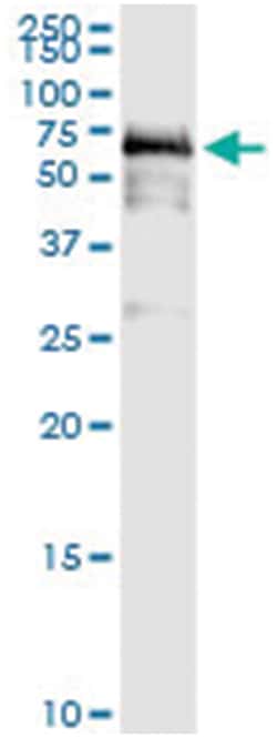 anti-PDZD3, Human, IP-WB Antibody Pair, Abnova&trade;