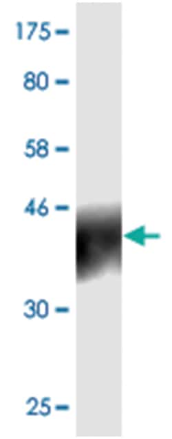 anti-PDCD1LG2, Clone: 6E4., Abnova 100&mu;g, Unlabeled:Antibodies, Monoclonal