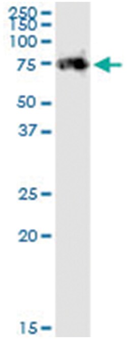 anti-VANGL1, Human, IP-WB Antibody Pair, Abnova™