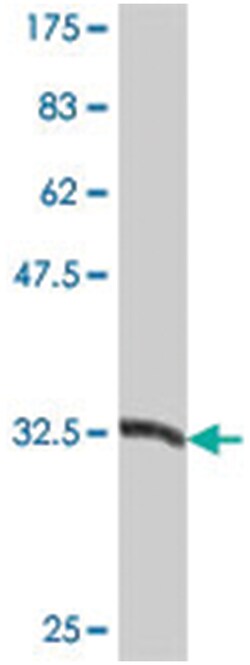 BCL2L12, Mouse, Polyclonal Antibody, Abnova 50&mu;L; Unlabeled:Antibodies,