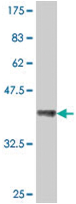 USP48, Mouse, Polyclonal Antibody, Abnova 50&mu;L; Unlabeled:Antibodies,