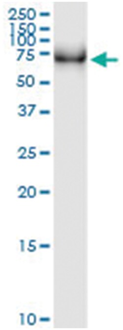 anti-TRIM55, Human, IP-WB Antibody Pair, Abnova&trade;