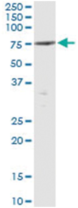 anti-PTPN5, Human, IP-WB Antibody Pair, Abnova&trade;