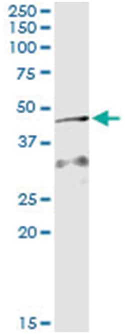 AIFM2, Human, IP-WB Antibody Pair (PW2), Abnova™