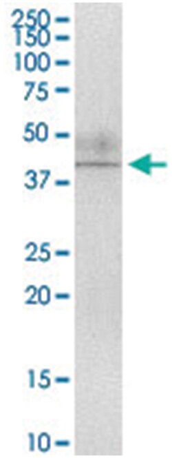 AIFM2, Human, IP-WB Antibody Pair (PW4), Abnova&trade;