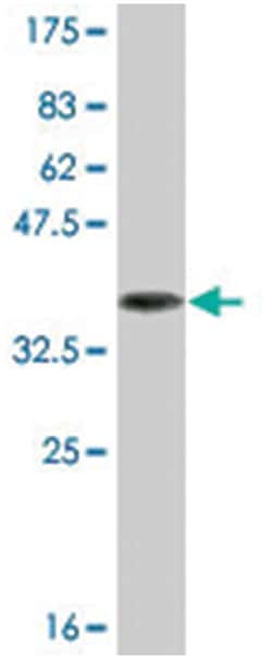 contactin associated protein-like 4, Mouse, Clone: 5G1, Abnova™