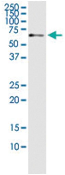 anti-L3MBTL4, Human, IP-WB Antibody Pair, Abnova 1 Set:Antibodies, Monoclonal/Polyclonal