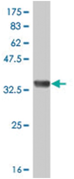 ERMAP, Mouse, Polyclonal Antibody, Abnova 50&mu;L; Unlabeled:Antibodies,