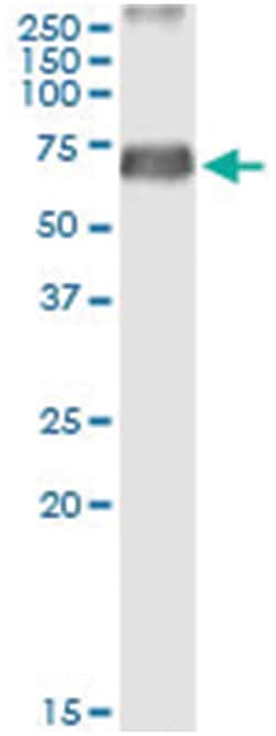 anti-ERMAP, Human, IP-WB Antibody Pair, Abnova 1 Set:Antibodies, Monoclonal/Polyclonal