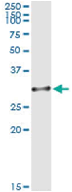 OLIG1, Human, IP-WB Antibody Pair (PW2), Abnova&trade;