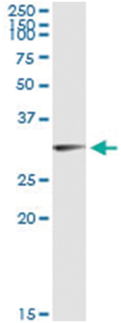 OLIG1, Human, IP-WB Antibody Pair (PW3), Abnova™