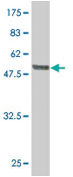 LRG1, Mouse, Polyclonal Antibody, Abnova 50&mu;L; Unlabeled:Antibodies,