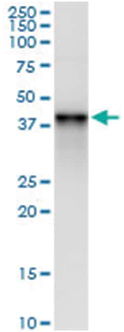 anti-C10ORF4, Human, IP-WB Antibody Pair, Abnova&trade;