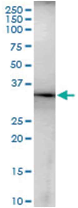 MSI2, Human, IP-WB Antibody Pair (PW1), Abnova&trade;