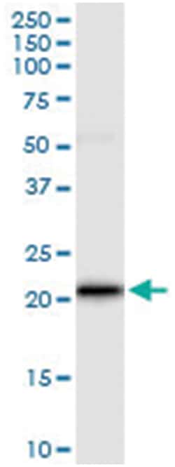 VSTM2L, Human, IP-WB Antibody Pair (PW1), Abnova&trade;