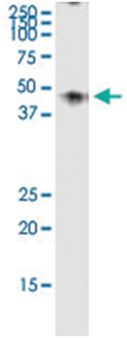 anti-GPR175, Human, IP-WB Antibody Pair, Abnova 1 Set:Antibodies, Monoclonal/Polyclonal