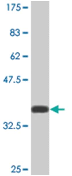MIB2, Mouse, Clone: 1B5, Abnova 200&mu;L; Unlabeled:Antibodies, Monoclonal
