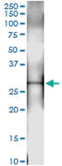 anti-PSMA8, Human, IP-WB Antibody Pair, Abnova 1 Set:Antibodies, Monoclonal/Polyclonal