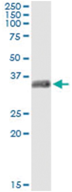 GSC, Human, IP-WB Antibody Pair (PW2), Abnova&trade;
