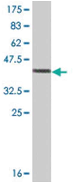 PPP1R1C, Mouse, Clone: 2G7, Abnova 200&mu;L; Unlabeled:Antibodies, Monoclonal